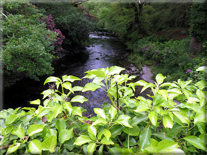 foto Parco di Killarney